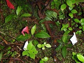 Flagged Cyanea gibsonii seedlings Seedling,Critically Endangered,Campanulales,North America,Plantae,Cyanea,Campanulaceae,Photosynthetic,Tracheophyta,Magnoliopsida,Terrestrial,Tropical,IUCN Red List