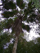 Pritchardia lanaiensis view of crown from forest floor Mature form,Endangered,Pritchardia,North America,Photosynthetic,Palmae,Terrestrial,Tracheophyta,IUCN Red List,Plantae,Arecales,Forest,Liliopsida