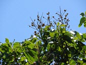 Dragon's eye fruiting Mature form,Fruits or berries,Tracheophyta,Sapindales,Dimocarpus,Magnoliopsida,Plantae,Near Threatened,Sapindaceae,Tropical,Asia,Photosynthetic,longan,Terrestrial,IUCN Red List