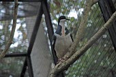 Negros bleeding-heart, front view Adult,Flying,Animalia,Sub-tropical,Aves,Columbidae,Chordata,Critically Endangered,keayi,Asia,Columbiformes,Gallicolumba,IUCN Red List