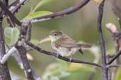 Seychelles warbler on branch Habitat,Adult,Species in habitat shot,Aves,Birds,Chordates,Chordata,Old World Warblers, Gnatcatchers,Sylviidae,Perching Birds,Passeriformes,sechellensis,Carnivorous,Animalia,Africa,Acrocephalus,Scrub,