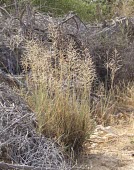 Pan dropseed in habitat Species in habitat shot,Mature form,Leaves,Habitat,Desert,Liliopsida,Not Evaluated,Africa,Asia,Terrestrial,IUCN Red List,Tracheophyta,Gramineae,Sporobolus,Plantae,Cyperales,Photosynthetic