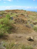 Kamanomano, variety agrimonioides Leaves,Species in habitat shot,Mature form,Habitat,agrimonioides,Cenchrus,Critically Endangered,Tracheophyta,Plantae,Cyperales,Gramineae,Sub-tropical,Photosynthetic,Pacific,Terrestrial,Liliopsida,IUCN