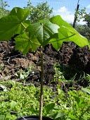 Immature Molokai koki'o grown in a nursery Leaves,Immature form,North America,Forest,Magnoliopsida,Malvaceae,Extinct in the Wild,Kokia,Plantae,Terrestrial,Malvales,Tracheophyta,Photosynthetic,cookei,IUCN Red List