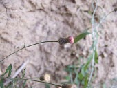 Phagnalon schweinfurthii flower Flower,Tracheophyta,Terrestrial,Asia,Photosynthetic,Compositae,Rock,Magnoliopsida,Phagnalon,Not Evaluated,Asterales,Plantae