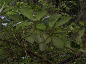 Ha`iwale Mature form,Critically Endangered,North America,Terrestrial,Mountains,Cyrtandra,Gesneriaceae,Tracheophyta,Scrophulariales,Photosynthetic,IUCN Red List,Plantae,Magnoliopsida