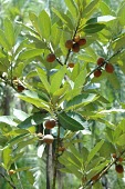 Myristica ceylanica var. cagayanensis Leaves,Mature form,Fruits or berries,Terrestrial,Forest,Africa,Tracheophyta,Myristicaceae,Magnoliales,Vulnerable,Plantae,Myristica,Magnoliopsida,Photosynthetic,IUCN Red List