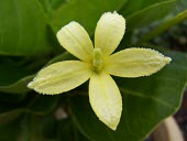 Olulu flower Mature form,Flower,Brighamia,insignis,Soil,Scrub,Plantae,Terrestrial,Temperate,Critically Endangered,Rock,Tracheophyta,North America,Magnoliopsida,Photosynthetic,Campanulaceae,Campanulales,IUCN Red Li