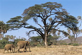 African elephant mother with calf on the move and acacia tree Elephants,Elephantidae,Chordates,Chordata,Elephants, Mammoths, Mastodons,Proboscidea,Mammalia,Mammals,Appendix I,Africa,Appendix II,Savannah,Herbivorous,Terrestrial,Animalia,Convention on Migratory Sp