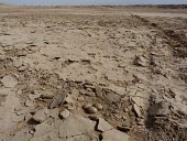 Pin-tailed sandgrouse nest in habitat Egg,Pterocles,Flying,Least Concern,Asia,IUCN Red List,Semi-desert,Terrestrial,Chordata,Animalia,Columbiformes,Herbivorous,Pteroclididae,Africa,Aves,Europe