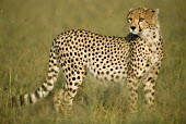 Young cheetah Chordates,Chordata,Carnivores,Carnivora,Mammalia,Mammals,Felidae,Cats,jubatus,Savannah,Appendix I,Africa,Acinonyx,Critically Endangered,Carnivorous,Terrestrial,Animalia,Endangered,Scrub,Vulnerable,IUC