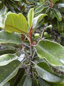 Immature fruits and leaves of the kauila Fruits or berries,Leaves,Mature form,Vulnerable,Plantae,Forest,North America,Terrestrial,Photosynthetic,Tracheophyta,Alphitonia,Magnoliopsida,ponderosa,Rhamnales,Rhamnaceae,IUCN Red List