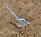 Epaulet skimmer Animalia,Flying,chrysostigma,Orthetrum,Riparian,Least Concern,Libellulidae,Omnivorous,Odonata,Arthropoda,Aquatic,Ponds and lakes,Africa,Insecta,IUCN Red List