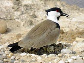 Spur-winged lapwing adult shading chick and eggs on nest Adult,Chordates,Chordata,Aves,Birds,Ciconiiformes,Herons Ibises Storks and Vultures,Charadriidae,Lapwings, Plovers,Vanellus,Charadriiformes,Aquatic,Flying,Agricultural,Europe,Coastal,Asia,Wetlands,Lea