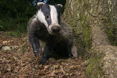 European badger cub in oak woods Carnivores,Carnivora,Mammalia,Mammals,Chordates,Chordata,Weasels, Badgers and Otters,Mustelidae,Europe,meles,Temperate,Animalia,Meles,Coastal,Species of Conservation Concern,Scrub,Wildlife and Conserv