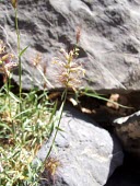 Cenchrus setigerus in flower Flower,Mature form,Terrestrial,Gramineae,Photosynthetic,Cenchrus,Cyperales,Plantae,Not Evaluated,Tracheophyta,Liliopsida,IUCN Red List