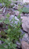 Callipeltis cucullaris Leaves,Flower,Mature form,Rubiales,Callipeltis,Asia,Terrestrial,Grassland,Photosynthetic,Plantae,Rubiaceae,Tracheophyta,Magnoliopsida