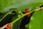 Ilex arisanensis berries on branch Fruits or berries,Leaves,Mature form,Endangered,Tracheophyta,IUCN Red List,Aquifoliaceae,Coniferous,Ilex,Photosynthetic,Celastrales,Terrestrial,Asia,Magnoliopsida,Temperate,Plantae,Forest