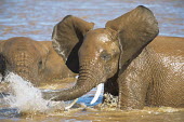 African elephant bathing in Uaso Nyiro River Elephants,Elephantidae,Chordates,Chordata,Elephants, Mammoths, Mastodons,Proboscidea,Mammalia,Mammals,Appendix I,Africa,Appendix II,Savannah,Herbivorous,Terrestrial,Animalia,Convention on Migratory Sp