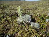 Eke silversword flowering Flower,Mature form,Compositae,Tracheophyta,Wetlands,Argyroxiphium,caliginis,Asterales,Terrestrial,Plantae,Magnoliopsida,Pacific,Vulnerable,Photosynthetic,IUCN Red List