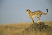 Cheetah on look-out from a termite hill Chordates,Chordata,Carnivores,Carnivora,Mammalia,Mammals,Felidae,Cats,jubatus,Savannah,Appendix I,Africa,Acinonyx,Critically Endangered,Carnivorous,Terrestrial,Animalia,Endangered,Scrub,Vulnerable,IUC