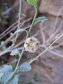 Hibiscus micranthus seed pod Mature form,Seeds,Leaves,Asia,Magnoliopsida,Photosynthetic,Malvaceae,Hibiscus,Rock,Tracheophyta,Africa,Terrestrial,Malvales,Plantae