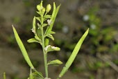 Asian spiderflower with fruit Fruits or berries,Leaves,Australia,Plantae,Terrestrial,Europe,Capparales,Asia,Photosynthetic,Cleome,Africa,Capparaceae,Magnoliopsida,Tracheophyta