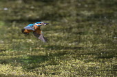 Common kingfisher in flight with fish Aves,Birds,Chordates,Chordata,Coraciiformes,Rollers Kingfishers and Allies,Alcedinidae,Kingfishers,Wetlands,Streams and rivers,Flying,Carnivorous,Africa,Asia,Ponds and lakes,Salt marsh,Animalia,Europe