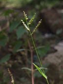 Brachiaria reptans in flower Mature form,Flower,Asia,Gramineae,Least Concern,Plantae,Tracheophyta,Liliopsida,Africa,Grassland,IUCN Red List,Terrestrial,Photosynthetic,Cyperales,Brachiaria