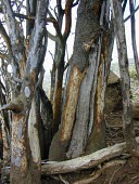 Trunks of Haleakala sandalwood damaged by deer rubbing Mature form,Introduced species,Threats to existence,Santalales,Santalum,North America,Photosynthetic,haleakalae,Terrestrial,Plantae,Vulnerable,Magnoliopsida,Tracheophyta,Pacific,Santalaceae,IUCN Red L