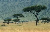 Desert date woodland (Balanites aegyptiaca), Masai Mara National Reserve, Kenya