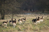 Fallow deer on the move Even-toed Ungulates,Artiodactyla,Cervidae,Deer,Chordates,Chordata,Mammalia,Mammals,Temperate,Cetartiodactyla,Europe,Terrestrial,Animalia,Dama,dama,Common,Herbivorous,Wetlands,IUCN Red List,Least Conce