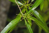 Hopseed bush Flower,Mature form,Leaves,Tracheophyta,Australia,Asia,Magnoliopsida,Photosynthetic,Africa,Sapindales,Dodonaea,North America,Sapindaceae,South America,Not Evaluated,Terrestrial,Plantae