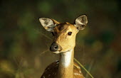 Chital/spotted deer doe on alert Chordates,Chordata,Mammalia,Mammals,Cervidae,Deer,Even-toed Ungulates,Artiodactyla,Asia,South America,Forest,Animalia,Axis,Grassland,Temperate,Europe,Scrub,Least Concern,Australia,Herbivorous,Cetartio