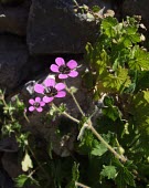 Geranium mascatense flower Mature form,Flower,Terrestrial,Tracheophyta,Photosynthetic,Geraniaceae,Asia,Plantae,Equisetopsida,Indian,Geraniales,Geranium,Desert,Not Evaluated