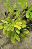 Flower of Asian spiderflower Mature form,Flower,Leaves,Australia,Plantae,Terrestrial,Europe,Capparales,Asia,Photosynthetic,Cleome,Africa,Capparaceae,Magnoliopsida,Tracheophyta