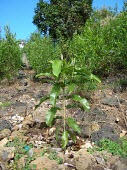 Young Knudsen's melicope Leaves,Immature form,knudsenii,Sapindales,Grassland,Photosynthetic,Rutaceae,Plantae,North America,Terrestrial,Melicope,Magnoliopsida,Critically Endangered,Tracheophyta,IUCN Red List