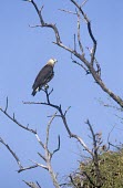 Pallas's fish-eagle in tree Species in habitat shot,Habitat,Appendix II,Asia,Terrestrial,Chordata,Wetlands,Ponds and lakes,Arboreal,Carnivorous,Aves,Accipitridae,Vulnerable,Streams and rivers,Animalia,leucoryphus,Haliaeetus,Flyi