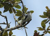 Mauritius cuckoo-shrike perched in tree Adult,Africa,Flying,typica,Campephagidae,Animalia,Vulnerable,Terrestrial,Passeriformes,Sub-tropical,Carnivorous,Chordata,Coracina,Tropical,Aves,IUCN Red List