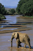 African elephant crossing Uaso Nyiro River Elephants,Elephantidae,Chordates,Chordata,Elephants, Mammoths, Mastodons,Proboscidea,Mammalia,Mammals,Appendix I,Africa,Appendix II,Savannah,Herbivorous,Terrestrial,Animalia,Convention on Migratory Sp