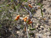 Grewia erythraea fruits Mature form,Leaves,Habitat,Species in habitat shot,Fruits or berries,IUCN Red List,Asia,Africa,Terrestrial,Tiliaceae,Tracheophyta,Photosynthetic,Not Evaluated,Desert,Grewia,Malvales,Magnoliopsida,Plan