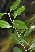 Ilex rarasanensis leaves Leaves,Aquifoliaceae,Terrestrial,Photosynthetic,Plantae,Celastrales,Ilex,IUCN Red List,Temperate,Magnoliopsida,Endangered,Tracheophyta,Asia,Forest