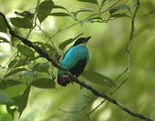 Azure-breasted pitta on branch Adult,Vulnerable,Pitta,Aves,Asia,Animalia,steerii,Carnivorous,Passeriformes,Terrestrial,Pittidae,Sub-tropical,Chordata,IUCN Red List