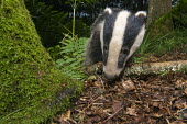 European badger cub in oak woods Carnivores,Carnivora,Mammalia,Mammals,Chordates,Chordata,Weasels, Badgers and Otters,Mustelidae,Europe,meles,Temperate,Animalia,Meles,Coastal,Species of Conservation Concern,Scrub,Wildlife and Conserv