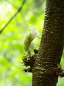 Ha`iwale flowers Flower,Mature form,Critically Endangered,North America,Terrestrial,Mountains,Cyrtandra,Gesneriaceae,Tracheophyta,Scrophulariales,Photosynthetic,IUCN Red List,Plantae,Magnoliopsida