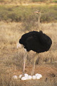 Ostrich father with eggs Ostriches,Struthionidae,Aves,Birds,Struthioniformes,Chordates,Chordata,camelus,Animalia,Omnivorous,Savannah,Scrub,Struthio,Terrestrial,Desert,Semi-desert,Africa,Least Concern,Appendix I,IUCN Red List