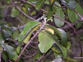 Alani Mature form,Magnoliopsida,Sapindales,Melicope,Photosynthetic,Terrestrial,IUCN Red List,Tracheophyta,Forest,mucronulata,Critically Endangered,Plantae,North America,Rutaceae