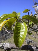 Knudsen's melicope leaves Leaves,Mature form,knudsenii,Sapindales,Grassland,Photosynthetic,Rutaceae,Plantae,North America,Terrestrial,Melicope,Magnoliopsida,Critically Endangered,Tracheophyta,IUCN Red List