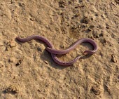 Zarudnyis worm lizards Adult,Amphisbaenia,Desert,Diplometopon,Subterranean,Trogonophidae,Reptilia,Carnivorous,Least Concern,Chordata,Terrestrial,Asia,Animalia,IUCN Red List