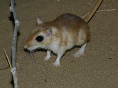 Cheesmans gerbil Adult,Mammalia,Mammals,Rodents,Rodentia,Rats, Mice, Voles and Lemmings,Muridae,Chordates,Chordata,Animalia,Sand-dune,Gerbillus,Asia,cheesmani,Desert,Semi-desert,Terrestrial,Omnivorous,Least Concern,IU